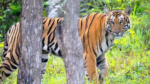 Jungle Journeys: Safari Tales