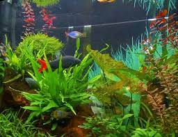 Exploring the Depths: A Guide to the Best Aquarium Stores and Equipment