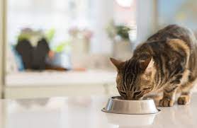 Optimal Feline Wellness: A Holistic Guide to Cat Health and Nutrition