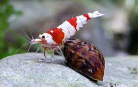 Symphonic Aquatic Ensembles: Orchestrating Diversity in Your Aquarium