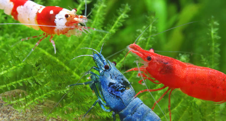 Creating a Thriving Habitat: How to Keep Shrimps and Crabs Together in Your Freshwater Aquarium
