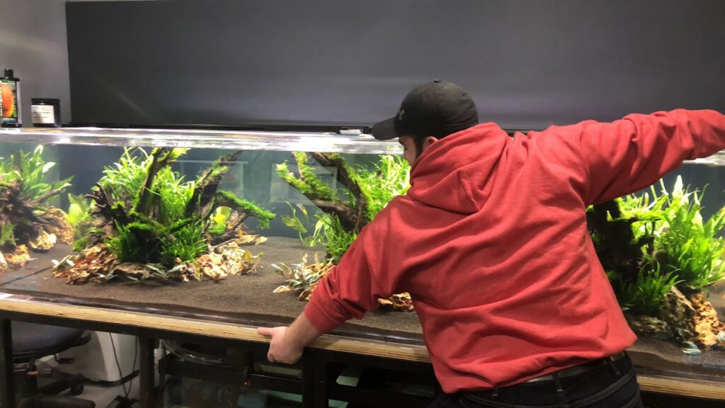 Building a Shrimp-Only Aquarium: The Best Shrimp Species for a Colorful Freshwater Tank