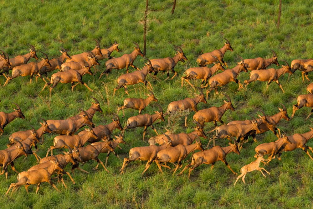 Top Wildlife Migration Events in Africa You Shouldn’t Miss