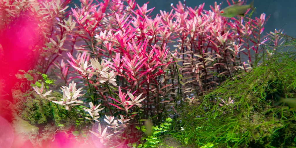 Top Aquarium Plants to Pair with Freshwater Crabs and Shrimp